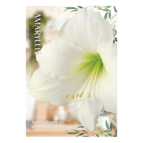 VBotanica Amaryllis Kit White