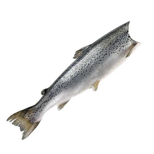 Ocean Wise Frozen Wild Sockeye Salmon Without Head