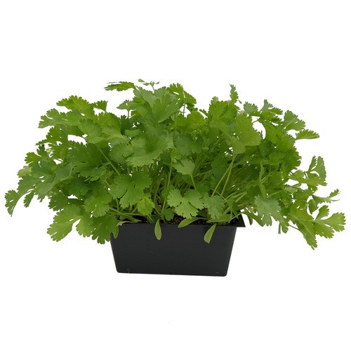 Slegers Organic Cilantro 500 g