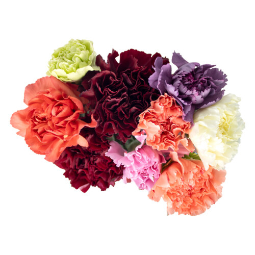 Carnations Rainbow 