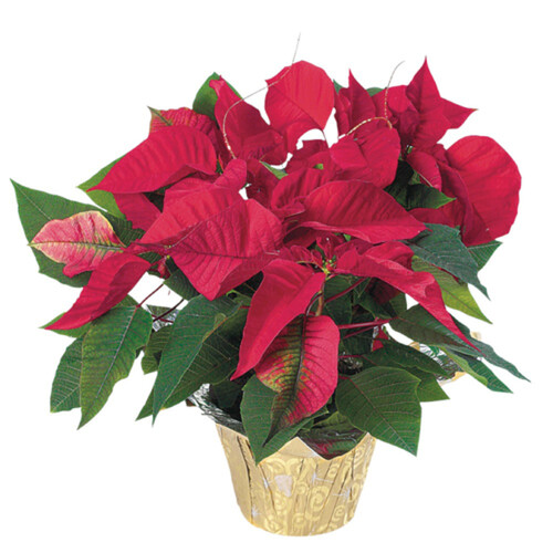 Poinsettia Red Potted 6 Inch 1 EA