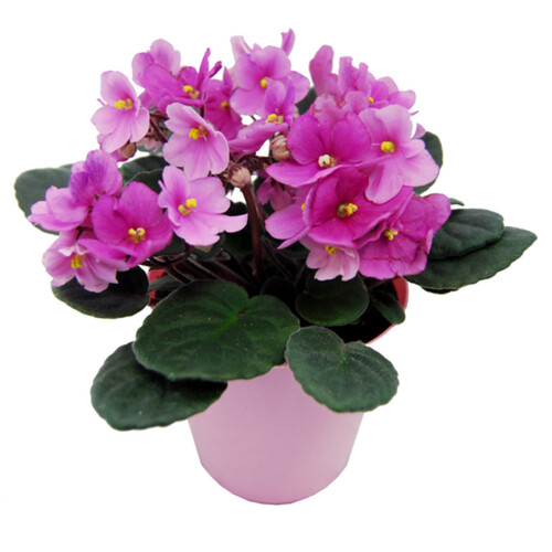 African Violet Pot 4-Inch 