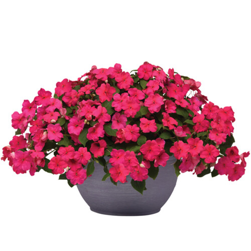 Premium Annuals Bowl Planter 12-Inch