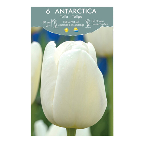 VPop Up Box Tulip Antarctica 