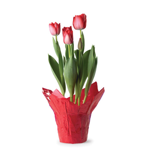 Tulips Bulbs Pot 6-Inch 1 Count