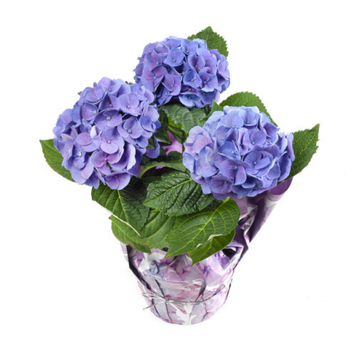 Hydrangea Pot 5-Inch 