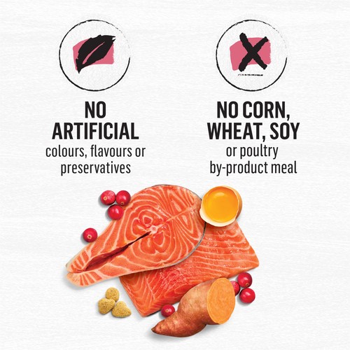 Beyond Grain Free Dry Cat Food Indoor Cat Wild-Caught Salmon & Egg 1.36 kg