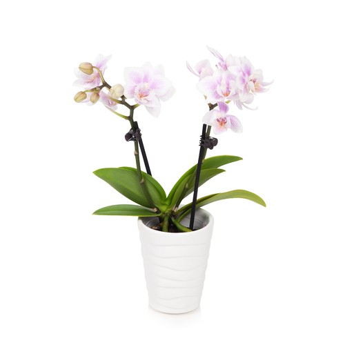 Phalaenopsis Orchid Mini 2.5-Inch 1 Count