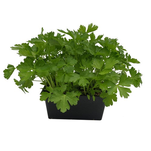 Slegers Organic Parsley 500 g