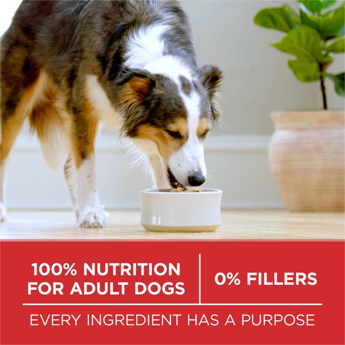 Purina ONE Microbiome Balance Dry Dog Food Lamb & Rice Formula 3.63 kg