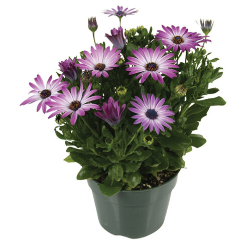 Premium Potted Annuals 5.5 Inch 