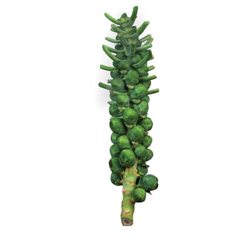 Brussels Sprouts Stalk 1 Count