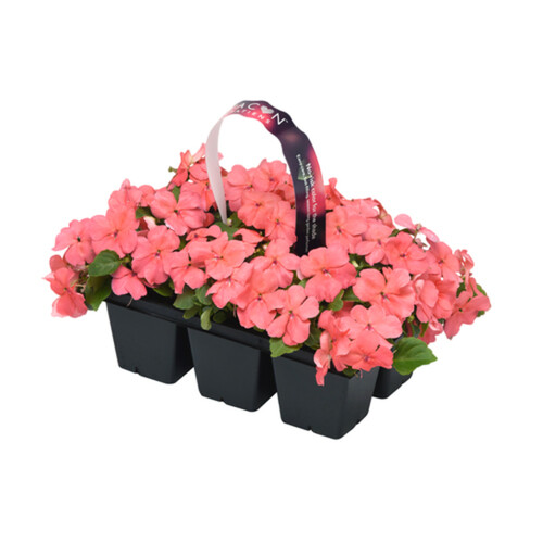 Landscape Annuals Impatiens 6 Pack