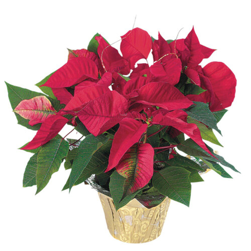 Poinsettia Potted 6.5 Inch 1 EA