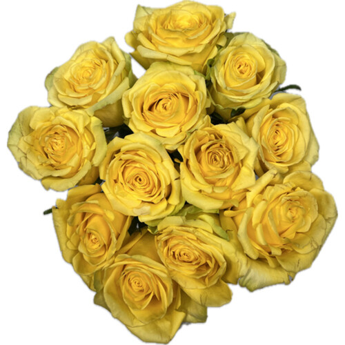 Rose Yellow 1 Dozen 