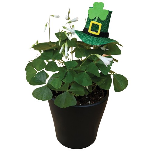 Oxalis In Ceramic 4-Inch 1 Count