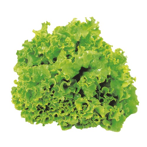 Slegers Organic Leaf Lettuce 500 g