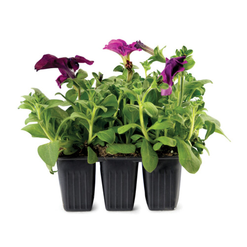 Annuals Petunias 6 Pack Tray