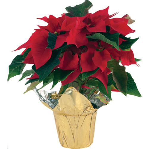 Novelty 6 inch Poinsettia 1 EA