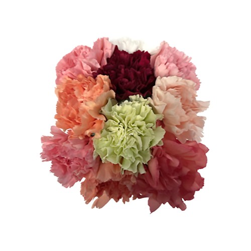 Assorted Carnations Rainbow Large 