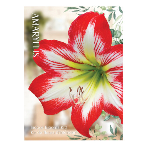 VBotanica Amaryllis Kit Red/White