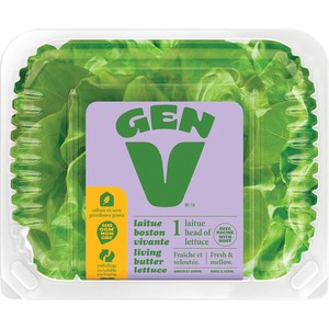 Gen V Boston Laitue Vivante 1 un