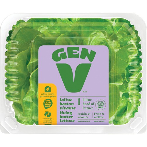 Boston Single Dome Lettuce 1 Count