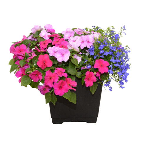 Annual Planter 11-Inch