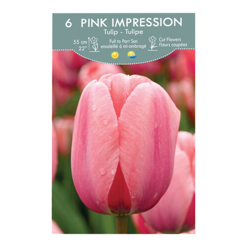 VPop Up Box Tulip Pink Impression 