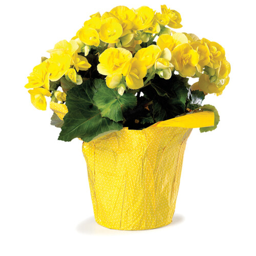 Rieger Begonia 6-Inch 