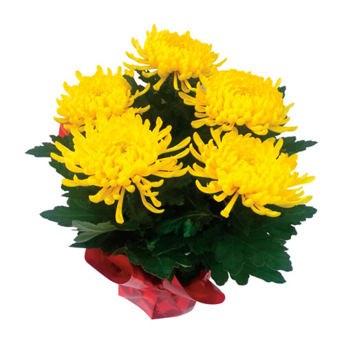 Commercial Mums 6-Inch 