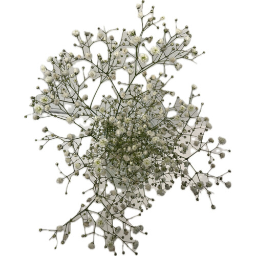 Gypsophila Bunch