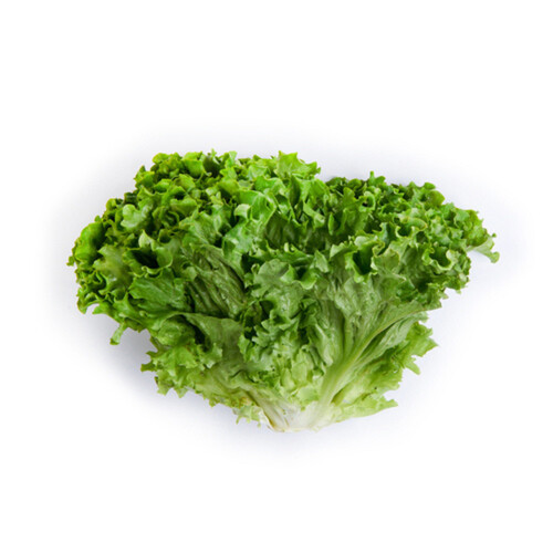 Organic Green Leaf Lettuce 1 Count