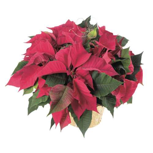 Poinsettia 8 Inch 1 EA