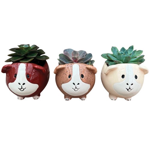 Succulents Guinea Pigs 2-Inch 1 Count