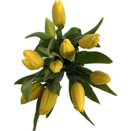 Tulip Bouquet 10 Stems 