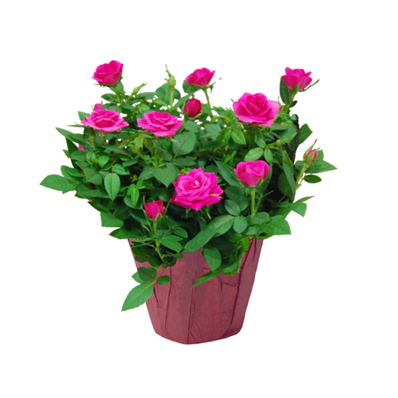 Potted Rose Mini 6-Inch - Voilà Online Groceries & Offers