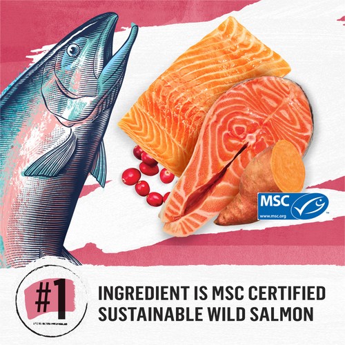 Beyond Grain Free Dry Cat Food Indoor Cat Wild-Caught Salmon & Egg 1.36 kg