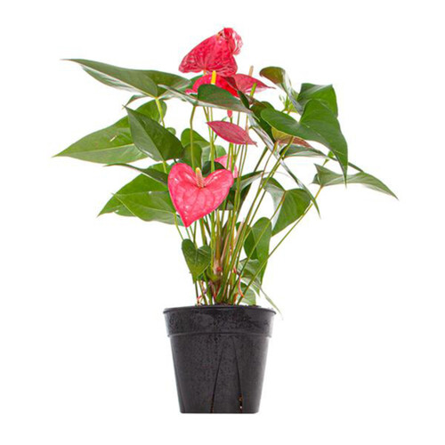 Anthurium Red 4-Inch