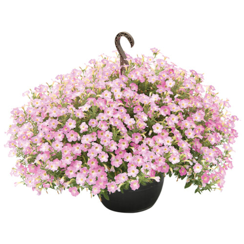 Outdoor Hanging Basket 13-Inch