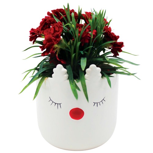 Floral Foliage Plant Red Nose Reindeer 4-Inch 1 Count