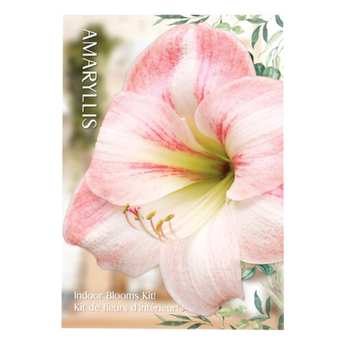 VBotanica Amaryllis Kit Pink/White