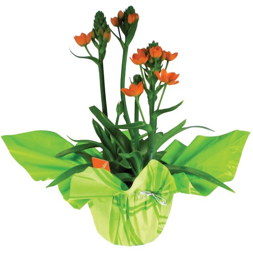Foliera Ornithogalum 4-Inch 