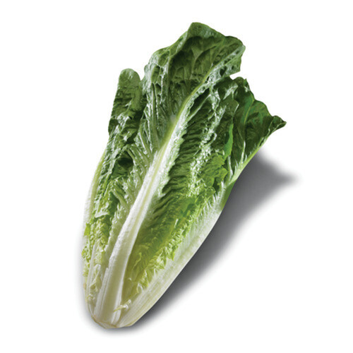 Romaine Lettuce Organic 1 Count