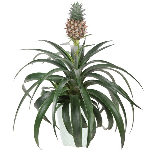 Ceramic Pineapple Bromeliad 5-Inch 
