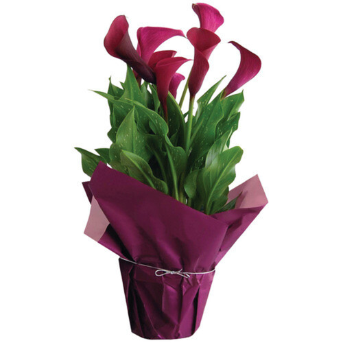 Calla Lily 6-Inch 