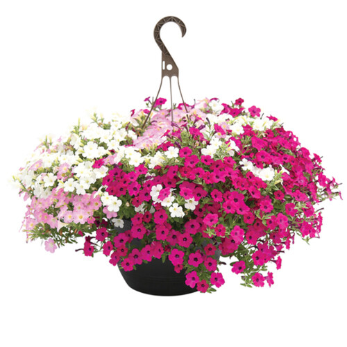 Outdoor Hanging Basket 11-Inch 