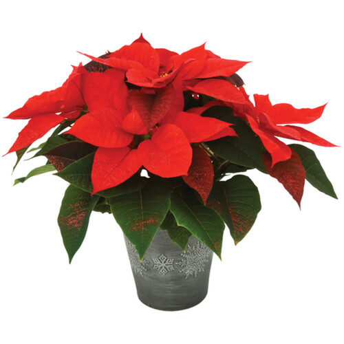 Poinsettia 7 Inch 1 EA