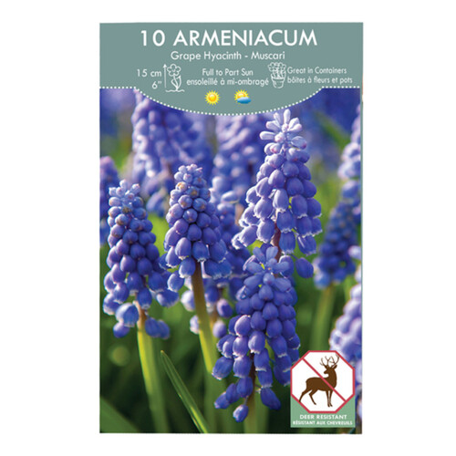 VPop Up Box Muscari Armeniacum 