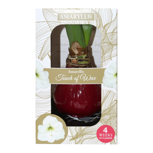 Velegance Wax Amaryllis 1 Count